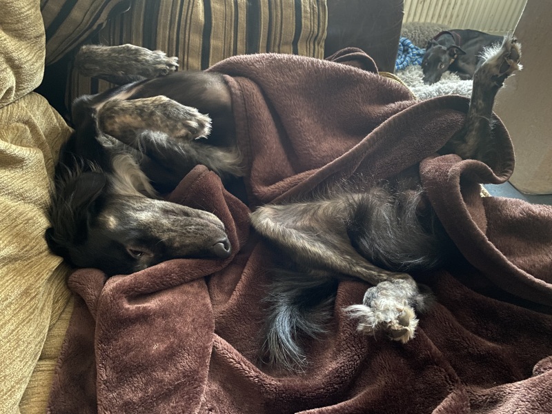 Thin skinned lurcher lost a bit of weight