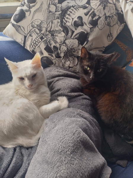 Christmas with the Excellent Cats