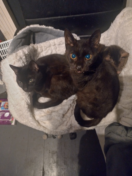 Christmas with the Excellent Cats