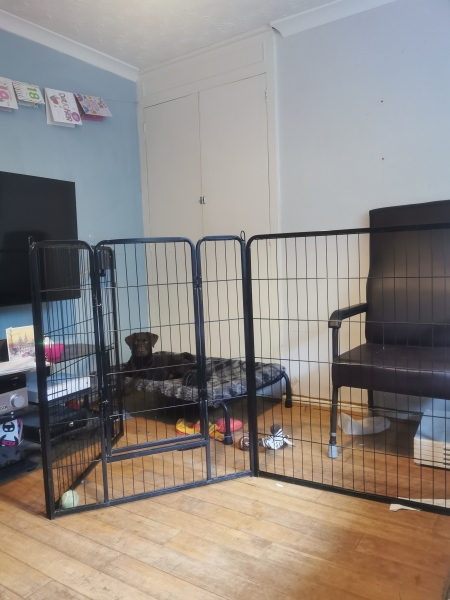 Puppy Survival Thread - for old and new pups heading into winter