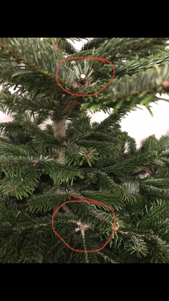 AIBU to think they should replace the Christmas tree?