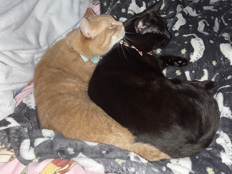 Christmas with the Excellent Cats