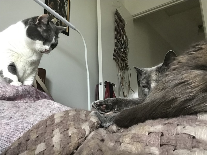 Male cats vs female cats, which are more affectionate?