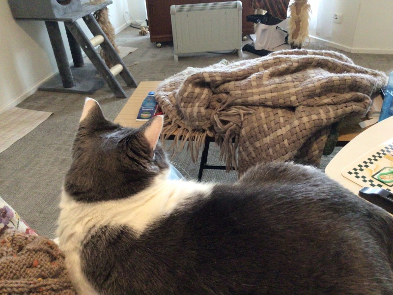 Christmas with the Excellent Cats