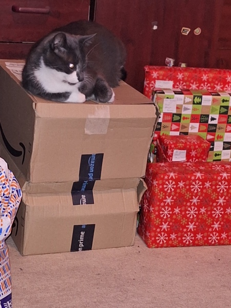 why if something is on the floor do cats have to sit on it?