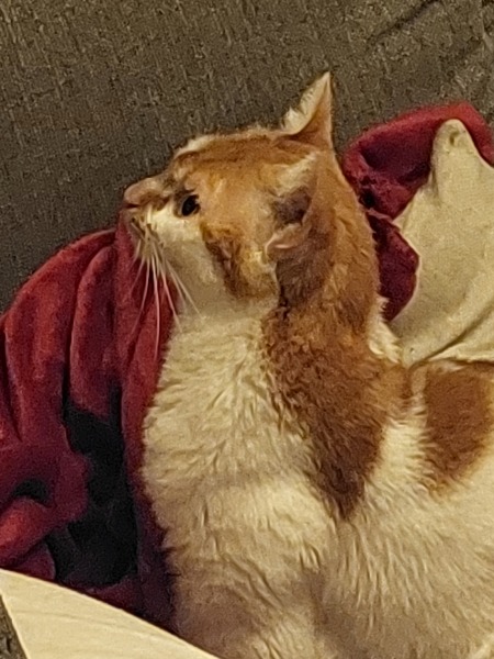 Christmas with the Excellent Cats