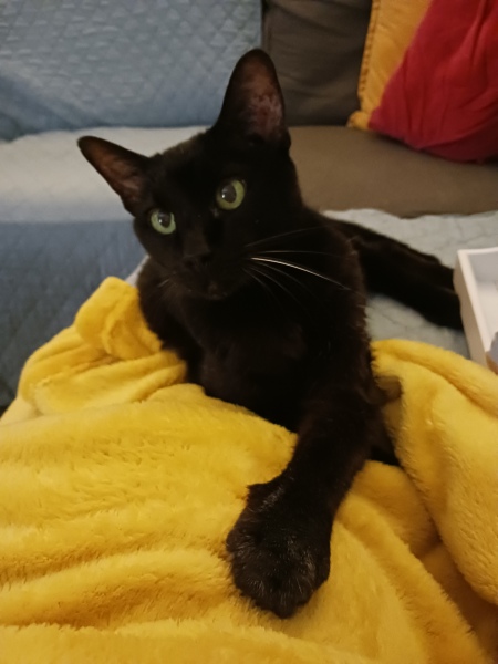 What do your cats do to annoy you ? Do they do it on purpose ?