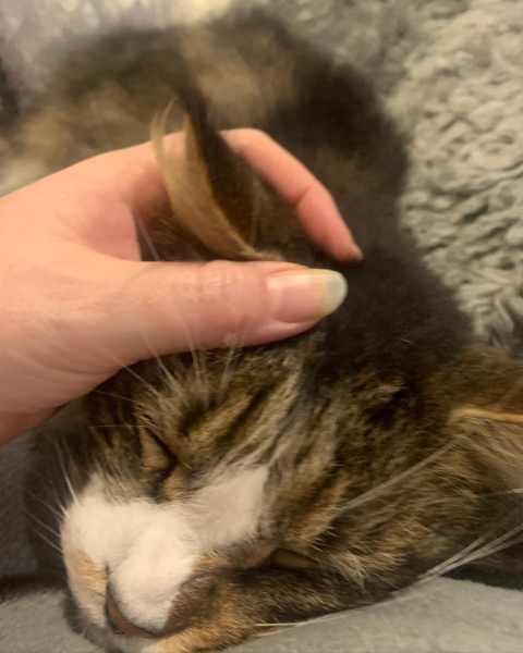 10 year old Maine coon died this morning