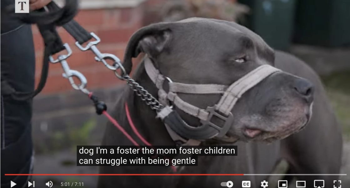 To think this just sums up XL Bully owners?