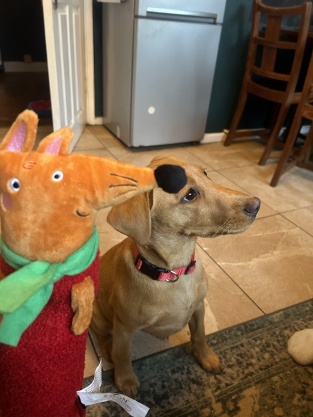 Puppy Survival Thread - for old and new pups heading into winter