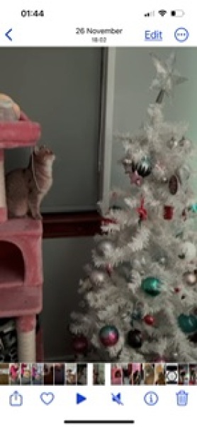 Christmas with the Excellent Cats