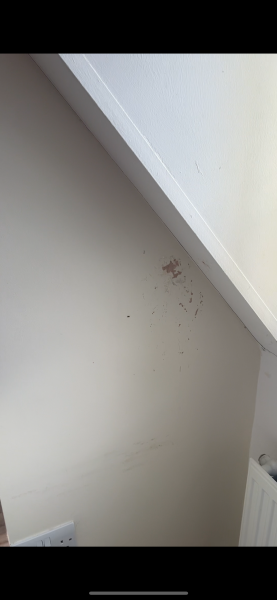 To think the rental should've been cleaned??