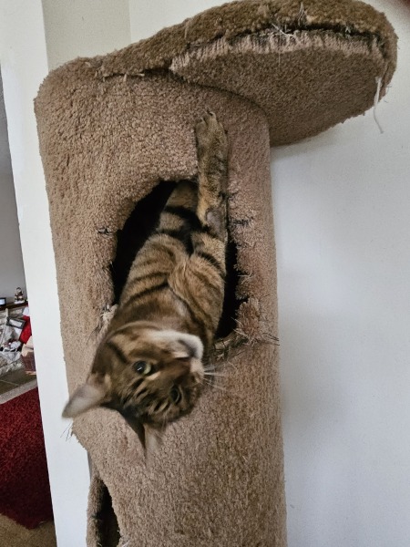 Thug cat part 5 - For he will not do destruction, if he is well-fed, neither will he spit without provocation.