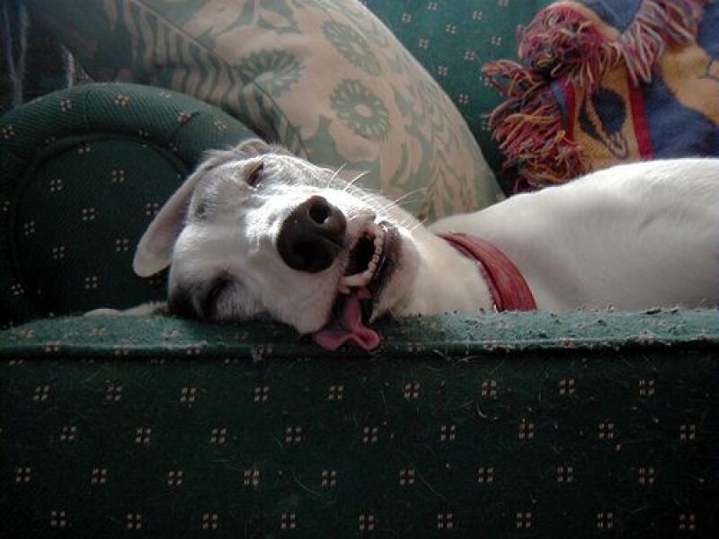 Dog ownership - responsibility not a right