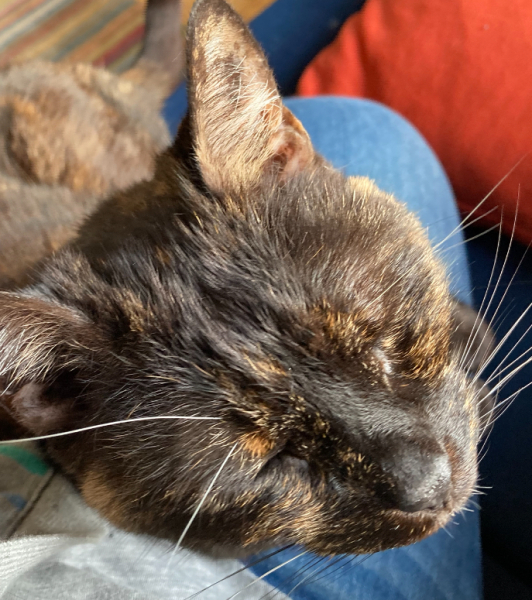 My old girl has died