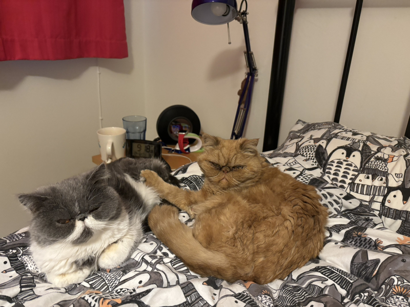 Potential new inmate at Toddler Towers.