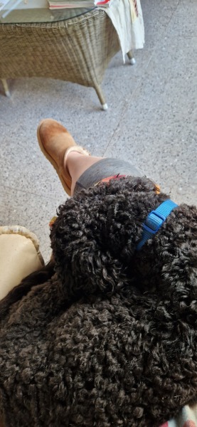 Dog breeds that lean (on people) - do you know any?