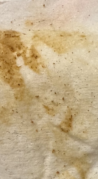 Sand in poo - (photo attached, only open if OK to see)