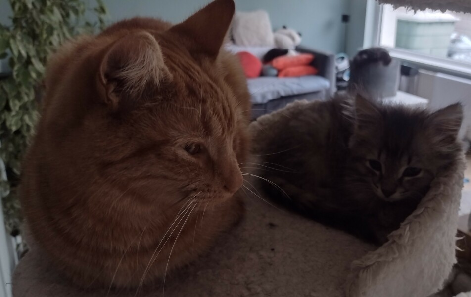 Christmas with the Excellent Cats