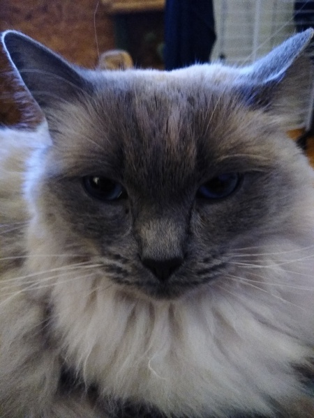 Thread 11 - TalkLair: “The candle flame gutters. Its little pool of light trembles.”