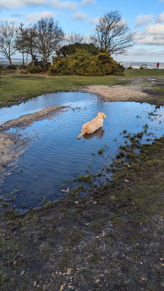 What do I need to know about getting a golden retriever?