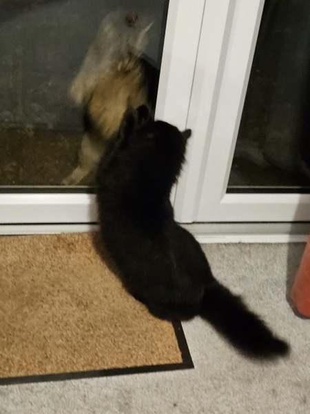 Thug cat part 5 - For he will not do destruction, if he is well-fed, neither will he spit without provocation.