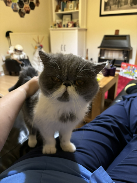 Potential new inmate at Toddler Towers.