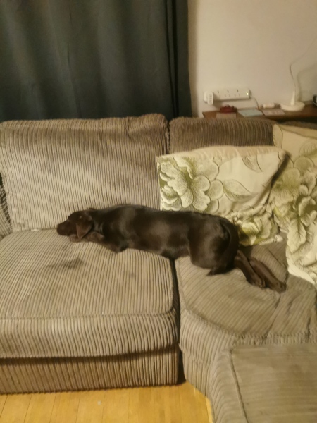 Puppy Survival Thread - for old and new pups heading into winter