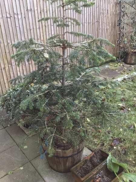 Real Christmas trees