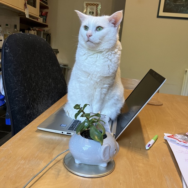 why if something is on the floor do cats have to sit on it?