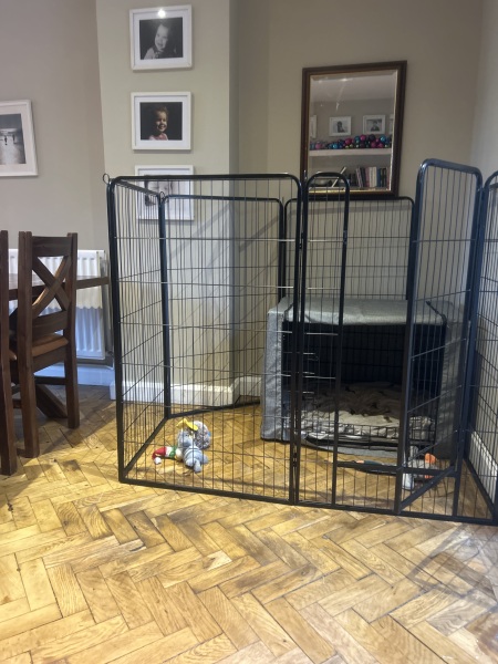 Puppy Survival Thread - for old and new pups heading into winter