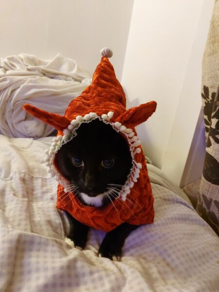 Christmas with the Excellent Cats