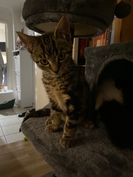 New kitten!