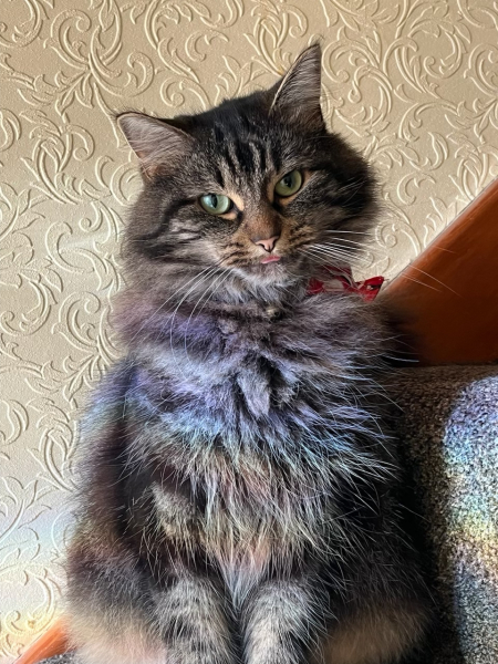 Christmas with the Excellent Cats