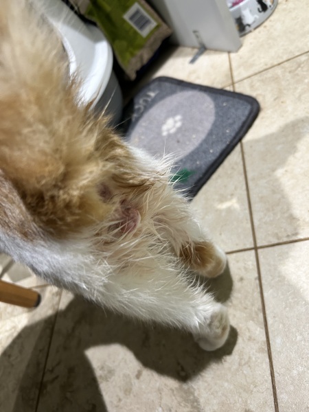 Should their back ends look like this after castration?