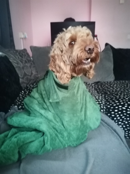 Does anyone else have a long haired dog that doesn't need washing?