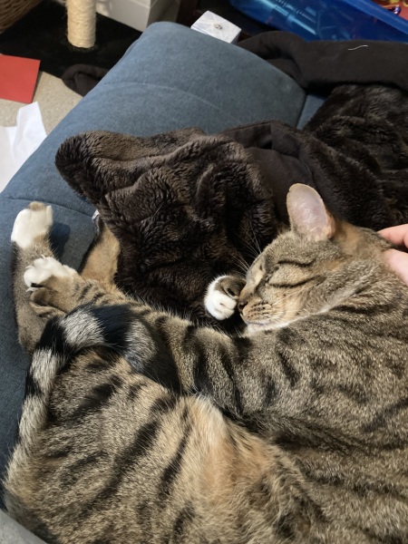 Christmas with the Excellent Cats