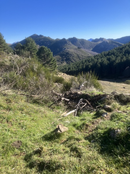 When to let rescue dog off lead?