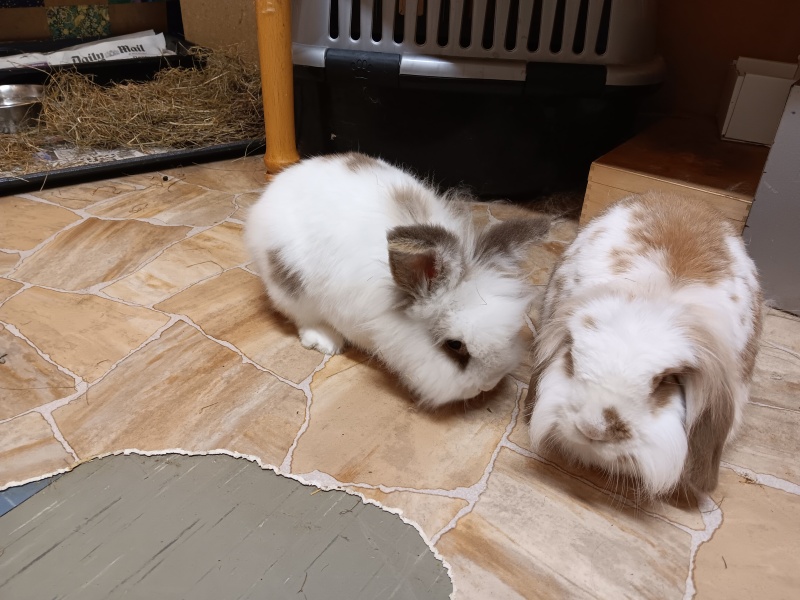 To ask you to show me your normal home…