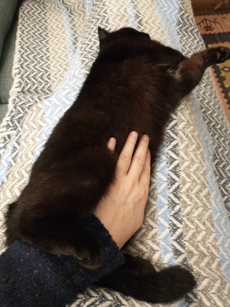 Christmas with the Excellent Cats