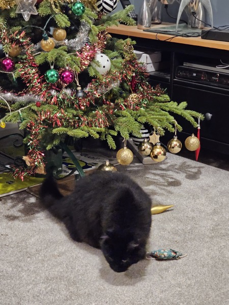 Christmas with the Excellent Cats
