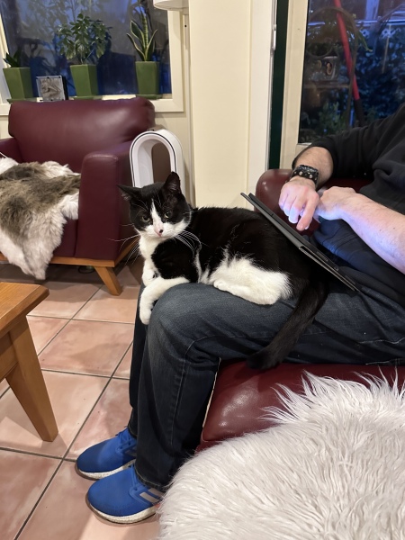 What are your cats' purrfessions?