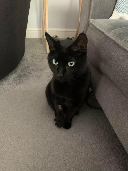 Settling in rescue cat (currently hiding under my armchair)?...:)