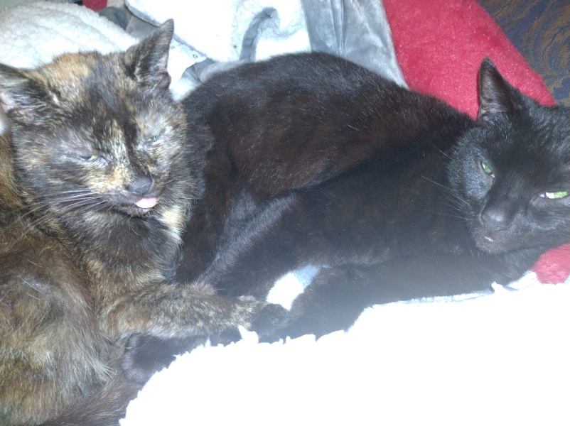 Christmas with the Excellent Cats