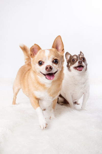 Question about Chihuahua behaviour (long, sorry)