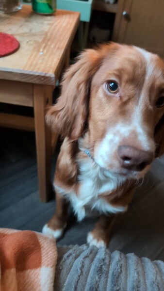 Cocker spaniel training