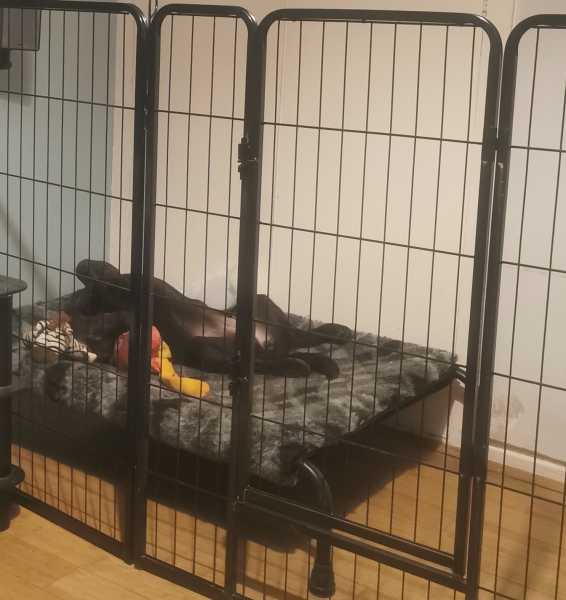 Puppy Survival Thread - for old and new pups heading into winter