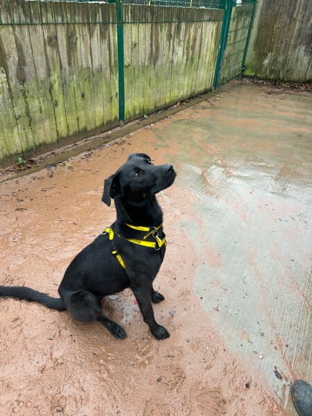 Am I being selfish to want to adopt a dog?