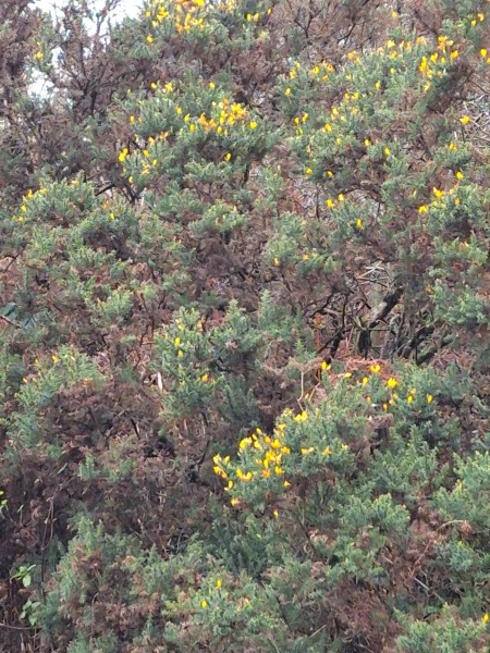 Nigel Slater Christmas Chronicles Read Along 2023 - Part Two