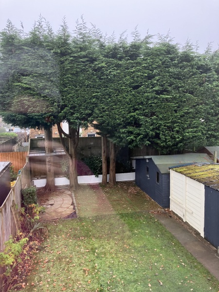 Can someone help with these trees please?